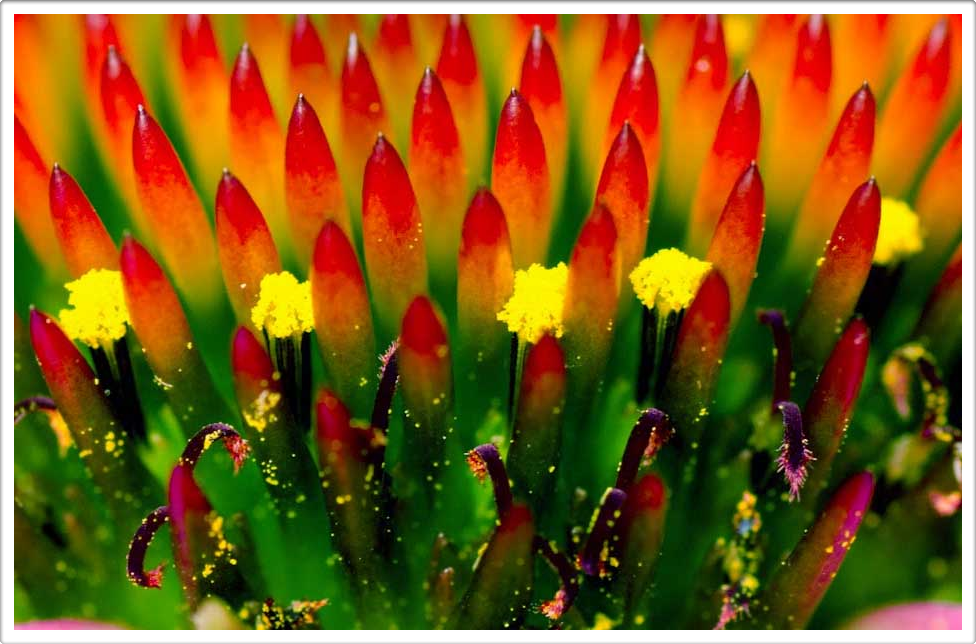 Gardens by Daniel Pavon Cuellar